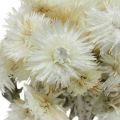 Floristik24 Flores secas cap flores blanco natural, flores de paja, ramo de flores secas Al.33cm
