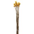 Floristik24 Flores secas Craspedia secas, muslos amarillos 50cm 20ud