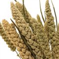 Floristik24 Flores secas mijo grano deco dry floristics 65cm 100g