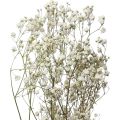 Floristik24 Flores secas Gypsophila Gypsophila Blanco 58cm 7g
