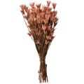 Floristik24 Flores secas comino negro decoración rojo marrón Nigella 40cm 100g