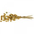 Floristik24 Ramo de flores secas alcachofa cardo fresa natural 40–55cm 100g