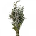 Floristik24 Ramo de flores secas eucalipto ramo de cardos 45-55cm 100g