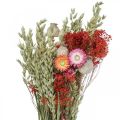 Floristik24 Ramo de flores secas Ramo de flores de pradera Rojo H50cm 150g