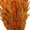 Floristik24 Hierba seca, juncia, seca, hierba decorativa, naranja, 70 cm, 10 piezas
