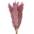 Floristik24 Hierba seca Hierba de juncia hierba decorativa seca rosa 70cm 10 piezas