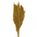 Floristik24 Hierba seca, juncia, seca, verde oliva, hierba decorativa, 70 cm, 10 piezas