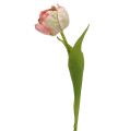 Floristik24 Tulipán rosa, verde 37cm 6pcs