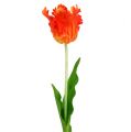 Floristik24 Tulipán naranja 70cm