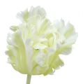 Floristik24 Tulipán artificial blanco 70cm