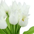 Floristik24 Arbusto de tulipán blanco 30cm