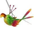 Floristik24 Pájaro para colgar verde, rosa, naranja 18,5cm