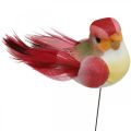 Floristik24 Muelle, pájaro en alambre, tapones de flores de colores Al. 2,5 cm 24 uds.