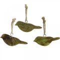 Floristik24 Pájaros para colgar, decoración de primavera, colgador de madera natural, verde H4cm 6pcs