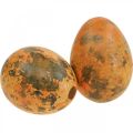Huevos de Codorniz Deco Huevos Soplados Naranja Albaricoque 3cm 50p