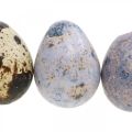 Floristik24 Mezcla de huevos de codorniz púrpura, violeta, naturaleza huevos vacíos como decoración 3cm 65p
