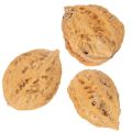 Nueces, un producto natural para la decoración de mesas y proyectos de bricolaje. Nueces naturales, 4-5 cm, 300 g. | Floristik24.es