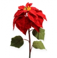 Floristik24 Flor de pascua roja 65cm