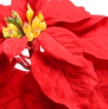 Floristik24 Flor de pascua roja 65cm