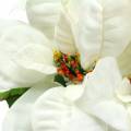 Floristik24 Poinsettia Ramo Blanco 52cm