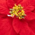 Flor de Pascua artificial roja de un solo tallo, decoración de 82 cm. | Floristik24.es