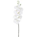Floristik24 Orquídea artificial Phalaenopsis blanca Real Touch Al. 83 cm