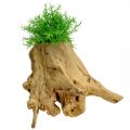 Floristik24 Jardinera para decorar la mesa raíz naturaleza 33cm x 29cm H30cm