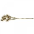 Floristik24 Xanthium flor artificial decoración de otoño 6 flores crema, marrón 80cm 3pcs