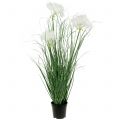 Floristik24 Césped ornamental con semillas blancas verdes H73cm