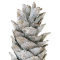 Floristik24 Piñas de pino de azúcar, encaladas 20cm - 30cm
