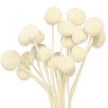 Floristik24 Craspedia muslos secos crema 45-55cm 20uds