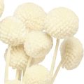 Craspedia muslos secos crema 45-55cm 20uds | Floristik24.es
