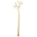 Craspedia muslos secos crema 45-55cm 20uds | Floristik24.es