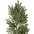 Floristik24 Guirnalda artificial de ramas de abeto para arreglos florales creativos, 175 cm.