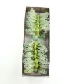Floristik24 Mariposa deco en alambre verde 8cm 12pcs