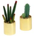 Floristik24 Cactus verde en maceta dorada 12cm - 17cm 4pcs