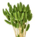 Floristik24 Hierba cola de conejo hierba ornamental Lagurus verde oliva L65cm 50g