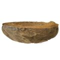 Maceta de coco, natural, 20 cm, 5 unidades | Floristik24.es