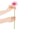 Flores artificiales de gerbera para jardín, color rosa, 47 cm, 6 unidades | Floristik24.es