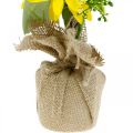Floristik24 Girasol artificial, flor de seda, decoración de verano, girasol en saco de yute