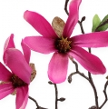 Floristik24 Magnolia Rama Rosa 45cm 4pcs
