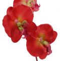 Floristik24 Deco orquidea roja 68cm