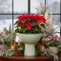 Bol con soporte para plantas, bol decorativo, 25 cm | Floristik24.es